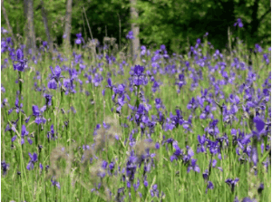 Campo di iris