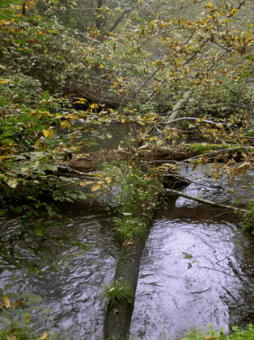 Bosco nel Parco del Ticino