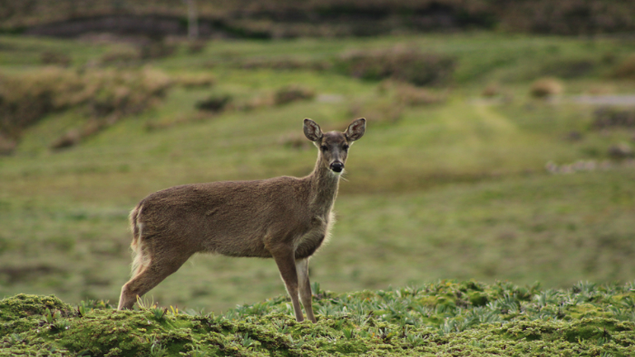 capriolo