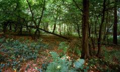 Magenta_Parco del Ticino(PepiMerisio)